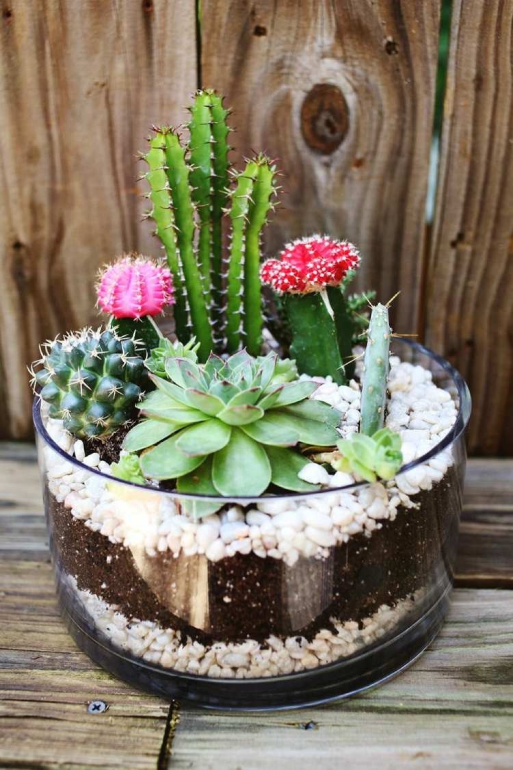 Having Too Many Succulents? Create Stunning DIY Decoration For Your Home