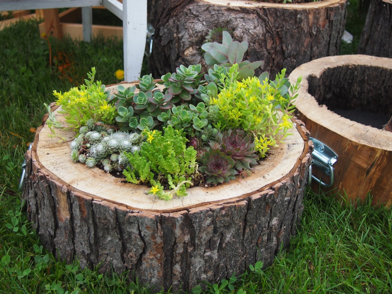 DIY Log Succulent Planter Sounds Like An Excellent Idea For Your Garden