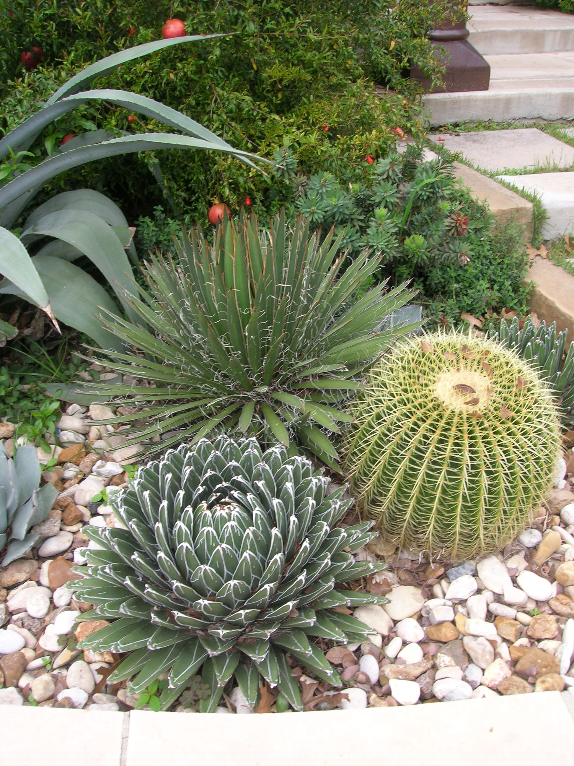 outdoor cactus garden ideas for the best looking landscape