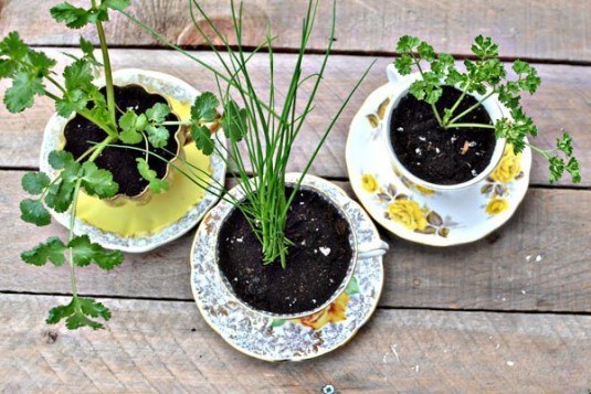 tea cup planter