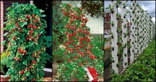 Strawberry Vertical Planter