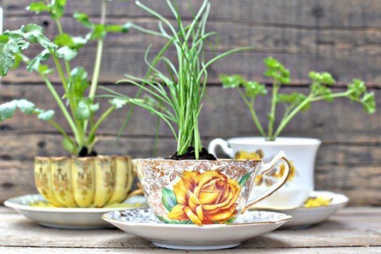 teacup herb planers