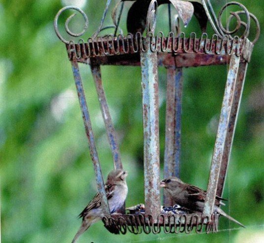 bird feeder