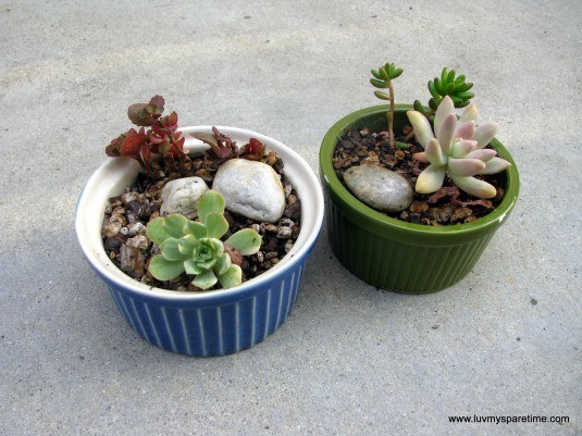 mini-succulents