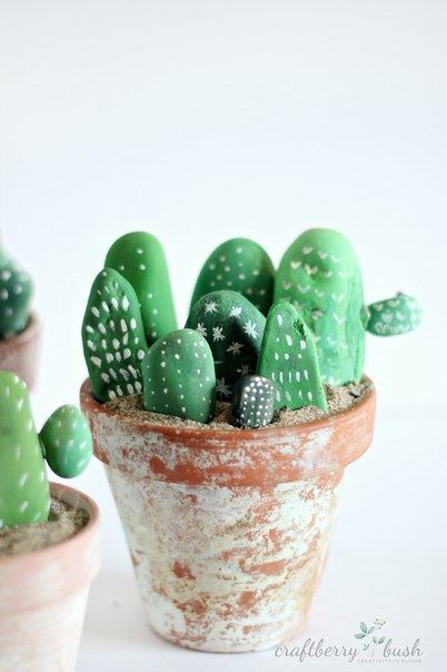 rock cactus