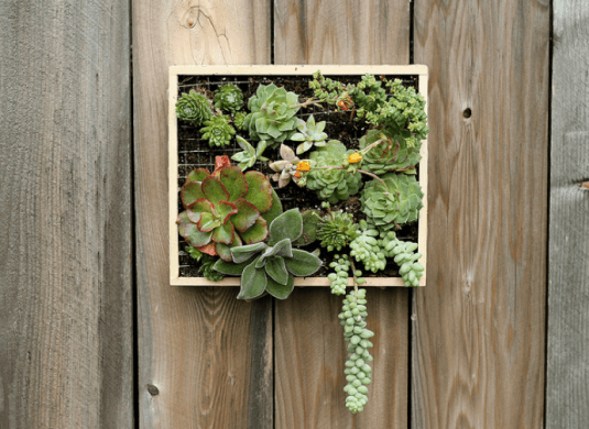 wall-mounted-succulent-garden