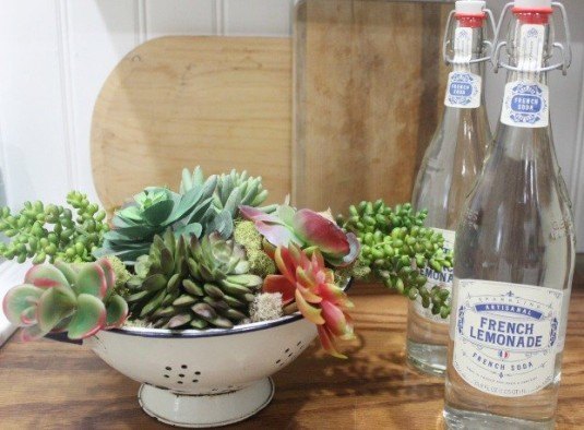 a-succulent-garden-in-a-vintage-blue-white-colander-gardening-repurposing-upcycling-succulents
