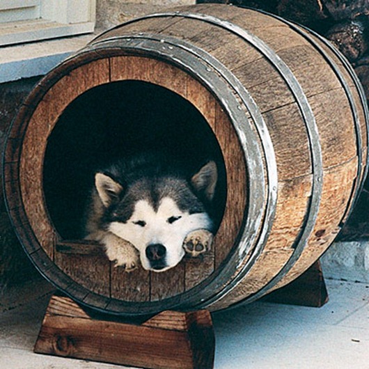 wine-barrel-dog-kennel_thumb