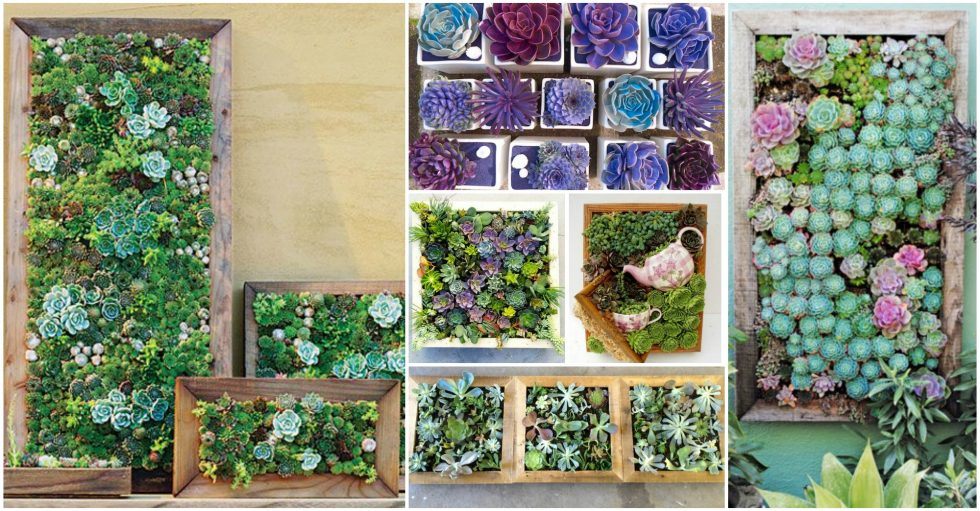 16 Amazing Living Succulent Frames To Add Life to Your Dull Walls