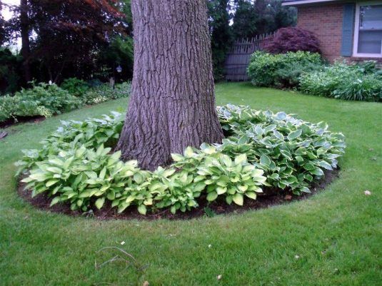 clever tips of how to landscape around trees