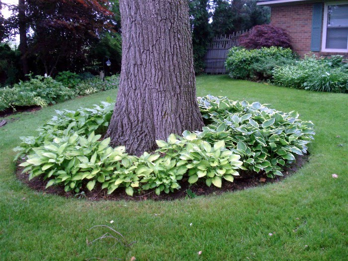 Clever Tips of How to Landscape Around Trees