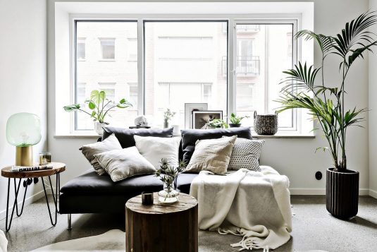5 Tall Indoor Plants to Add Dimension to Your Space