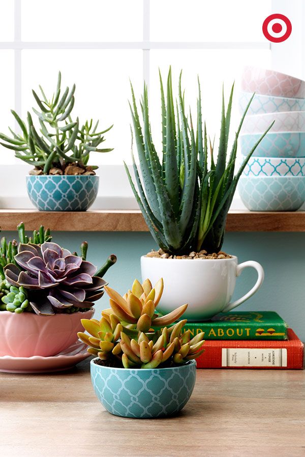 12 Astonishing Tea Cup and Coffee Mug Gardens