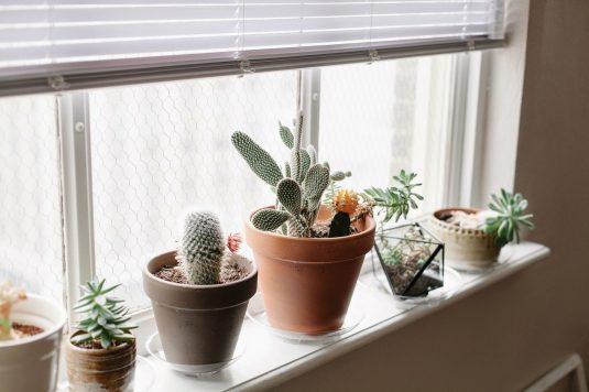 15 Small Windowsill Plants That Will Impress You