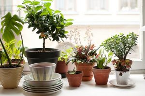 15 Small Windowsill Plants That Will Impress You