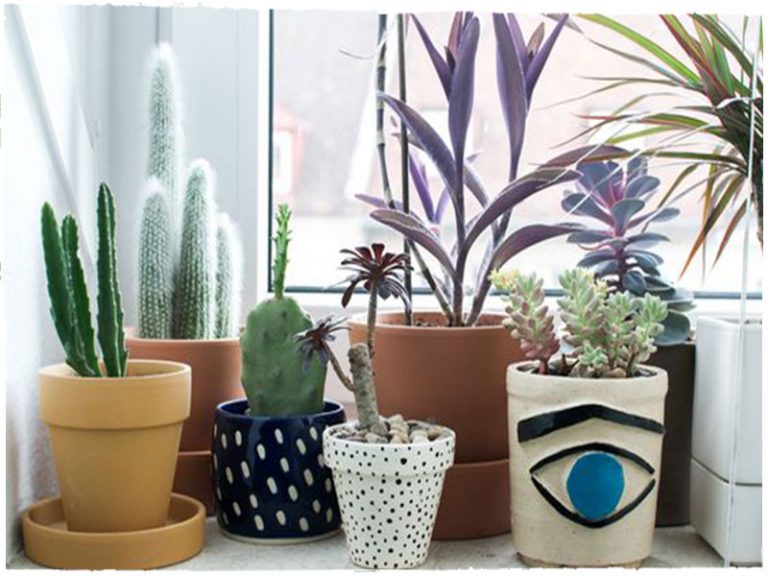 15 Small Windowsill Plants That Will Impress You