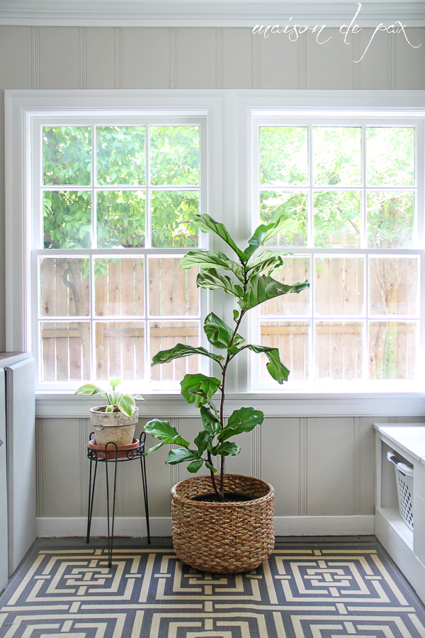 15 Small Windowsill Plants That Will Impress You