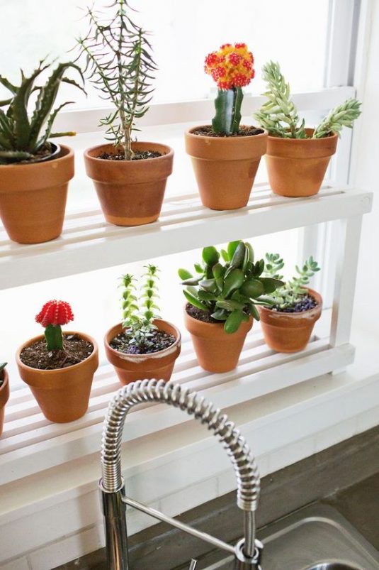 Succulent plant on a windowsill