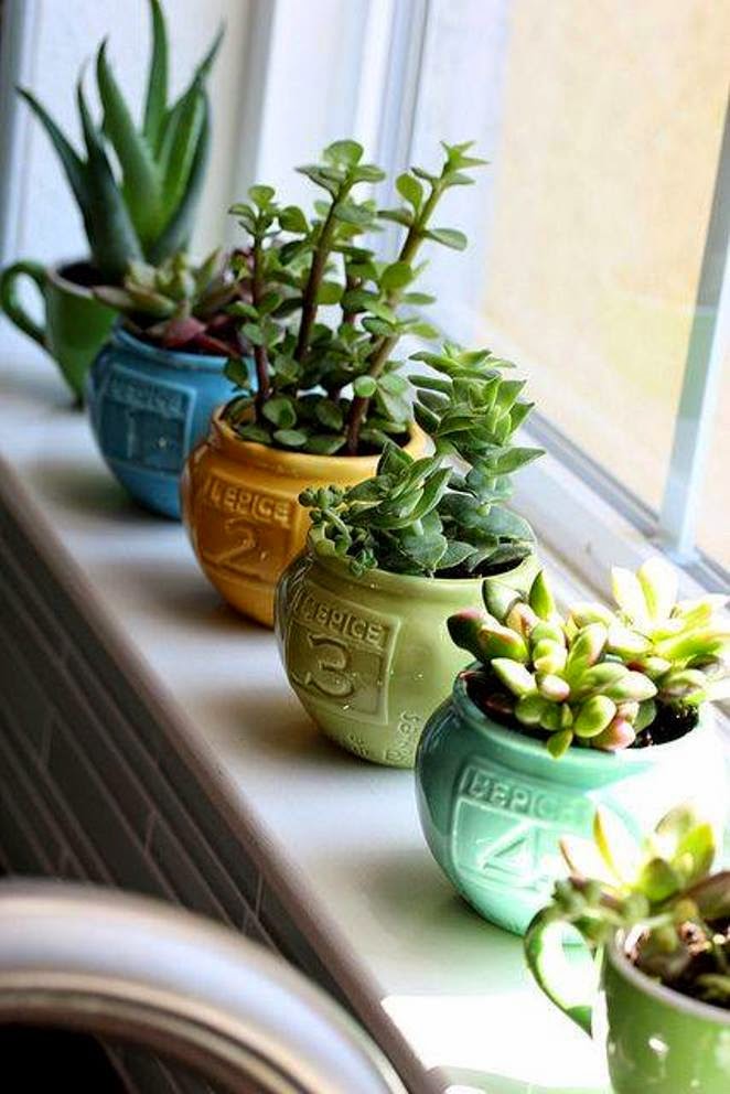 15 Small Windowsill Plants That Will Impress You