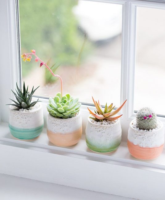 15 Small Windowsill Plants That Will Impress You