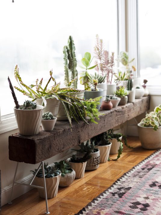 10 Unexpected Ways to Decorate Your Home with Plants