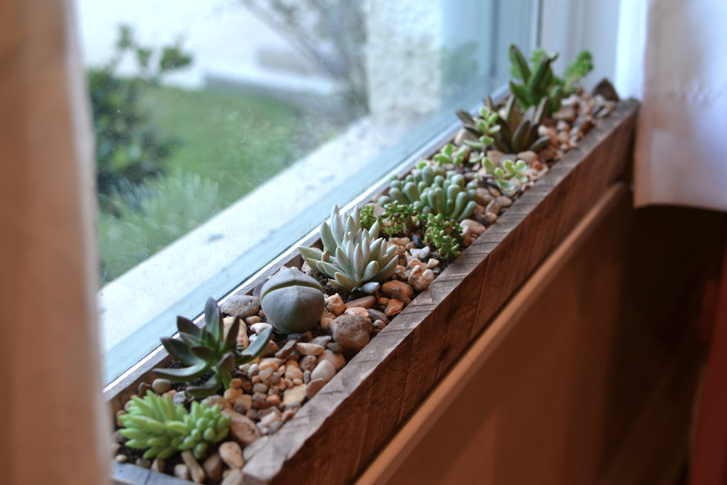 15 Small Windowsill Plants That Will Impress You