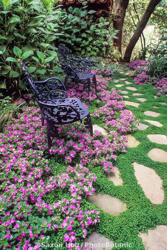 Iron bench in stepping stone path with Baby's Tears (Soleirolia soleirolii) groundcover bordered by pink flower impatiens 'Firefly'. Design: Bob Clark