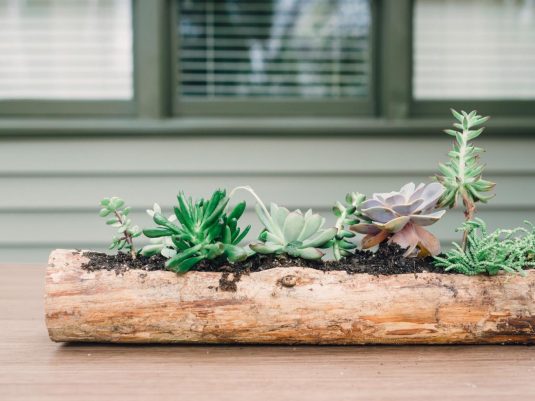 DIY Log Succulent Planter Sounds Like An Excellent Idea For Your Garden