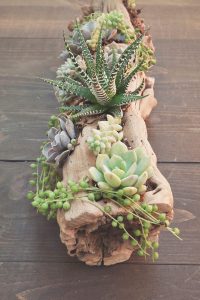 DIY Log Succulent Planter Sounds Like An Excellent Idea For Your Garden