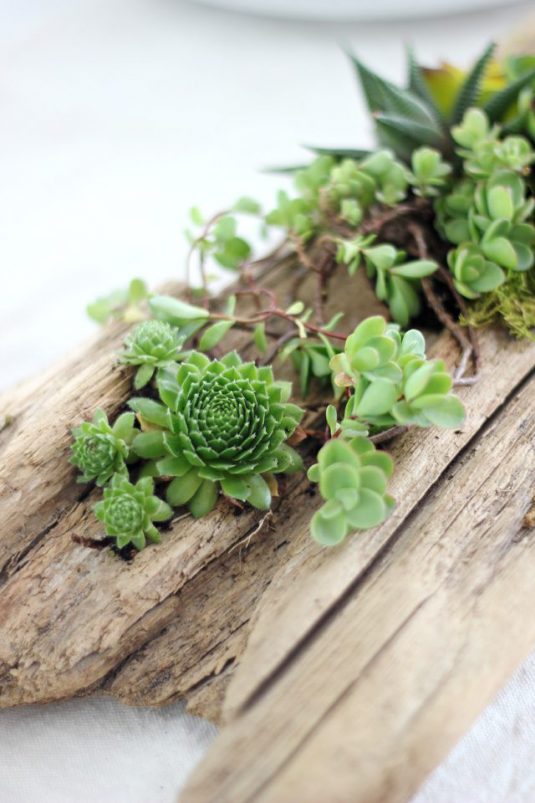 DIY Log Succulent Planter Sounds Like An Excellent Idea For Your Garden