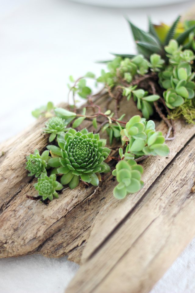 diy log succulent planter sounds like an excellent idea