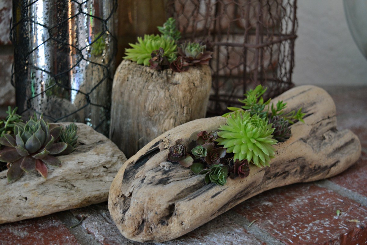 DIY Log Succulent Planter Sounds Like An Excellent Idea 