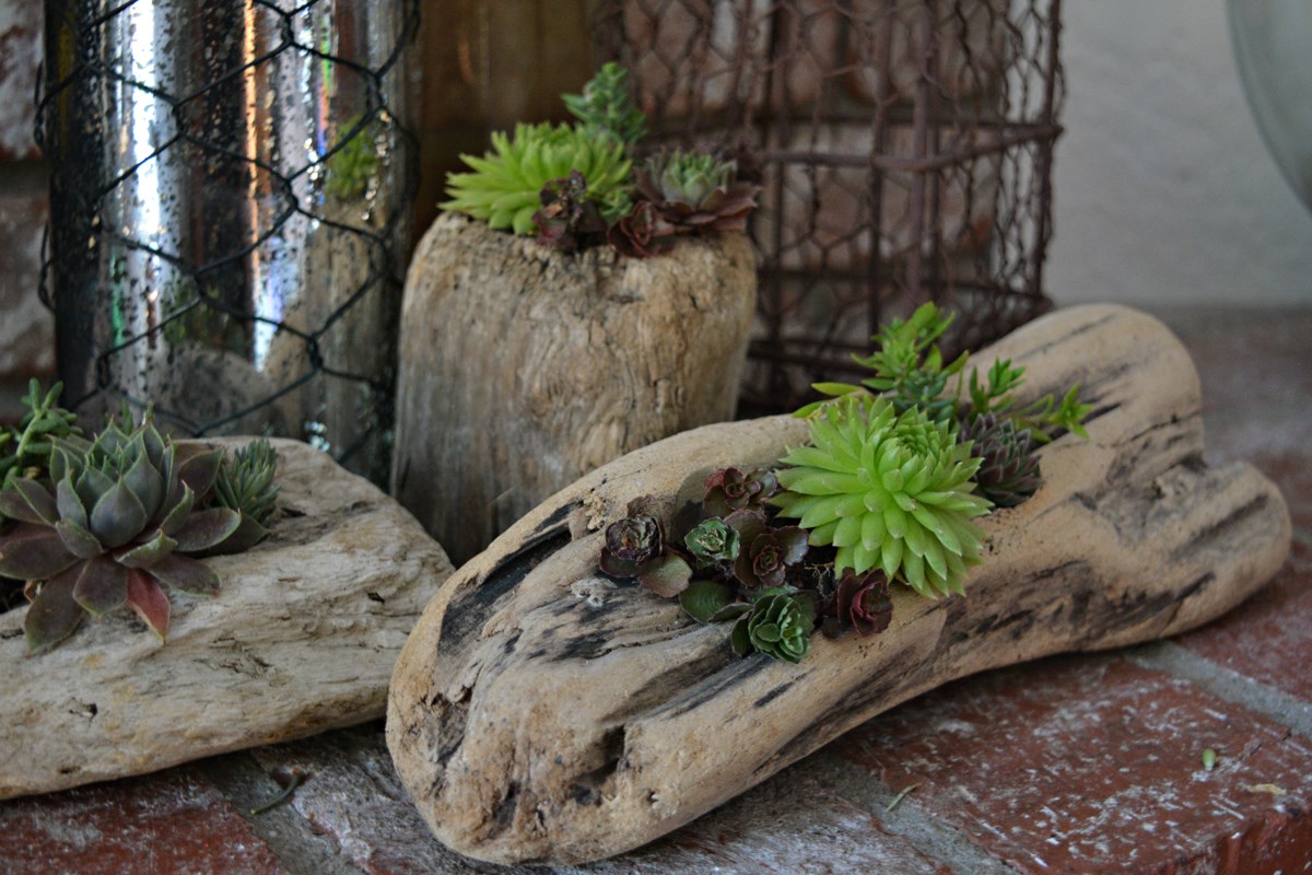 DIY Log Succulent Planter Sounds    Like An Excellent Idea 