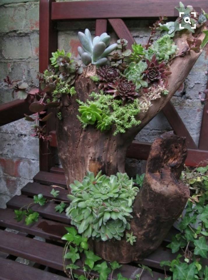 DIY Log Succulent Planter Sounds Like An Excellent Idea ...