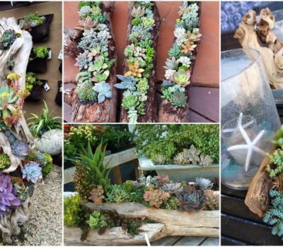 DIY Log Succulent Planter Sounds Like An Excellent Idea For Your Garden