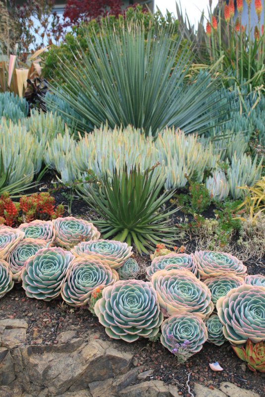 succulent garden ideas and tips to grow them outdoors