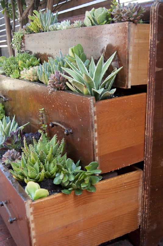 succulent garden ideas and tips to grow them outdoors