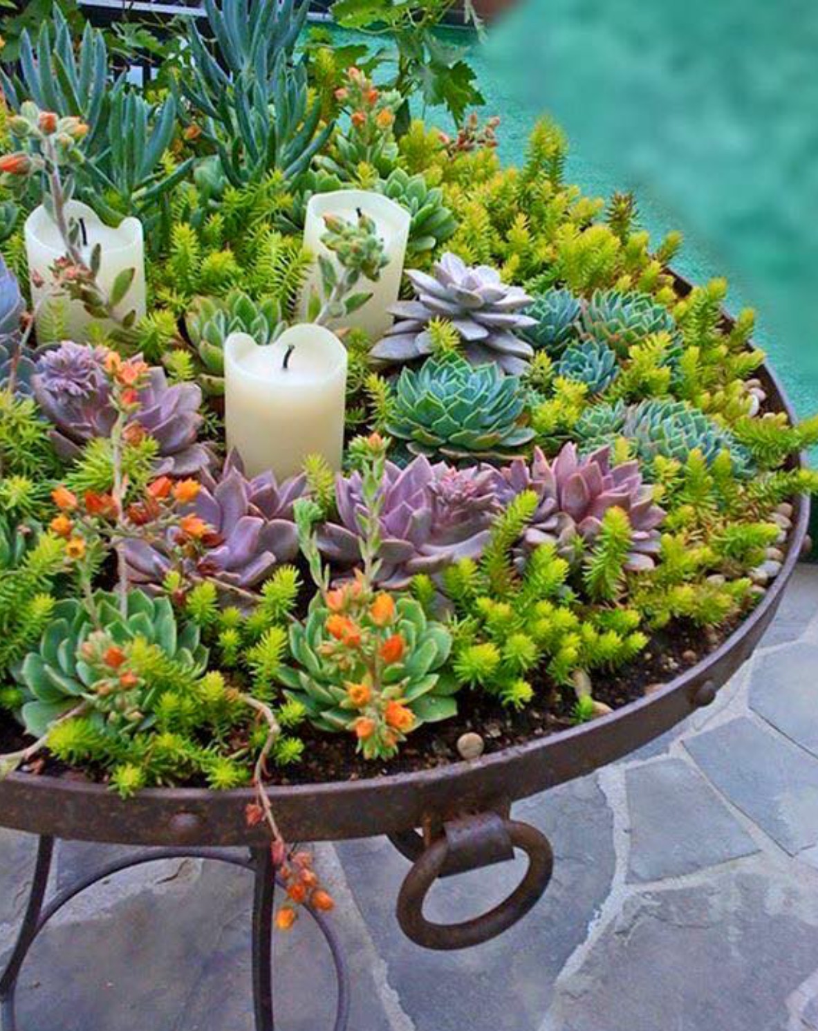 Succulent Garden Ideas And Tips To Grow Them Outdoors