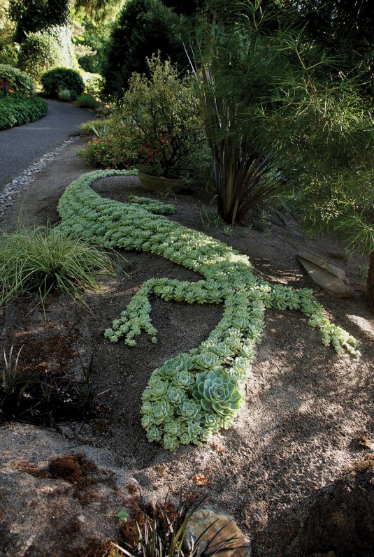 succulent garden grow outdoors tips them source