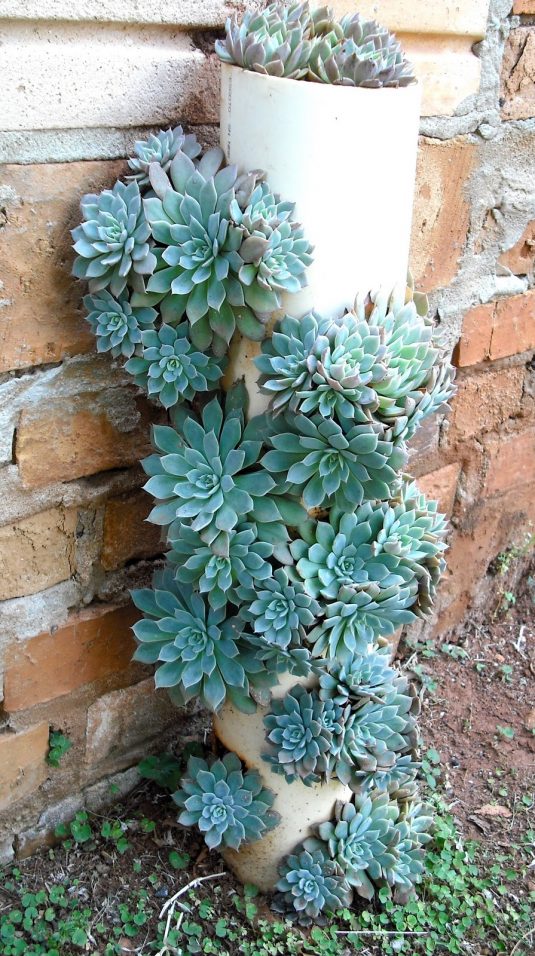 Succulent Garden Ideas And Tips To Grow Them Outdoors