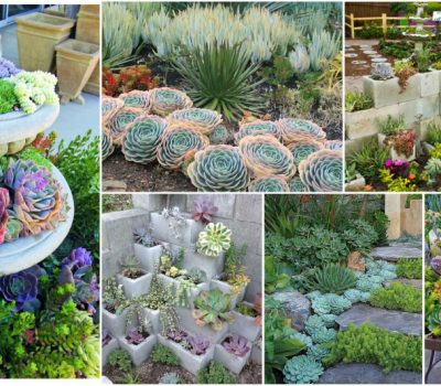 Succulent Garden Ideas And Tips To Grow Them Outdoors