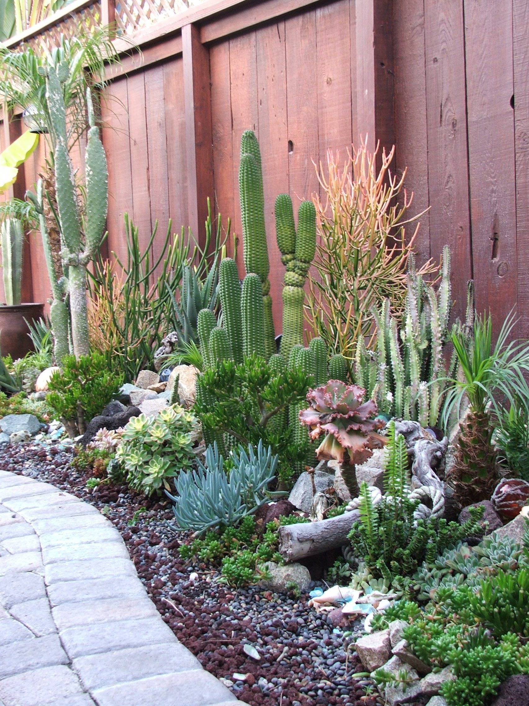 Outdoor Cactus Garden Ideas For The Best Looking Landscape