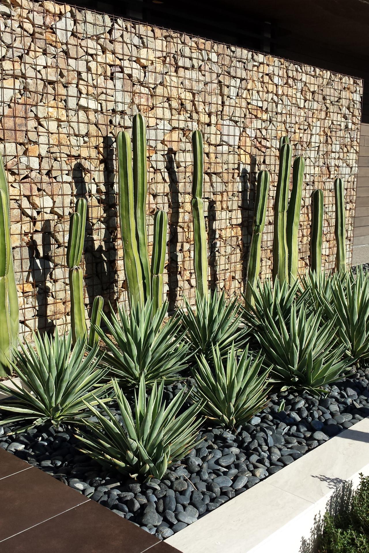 outdoor cactus garden ideas for the best looking landscape