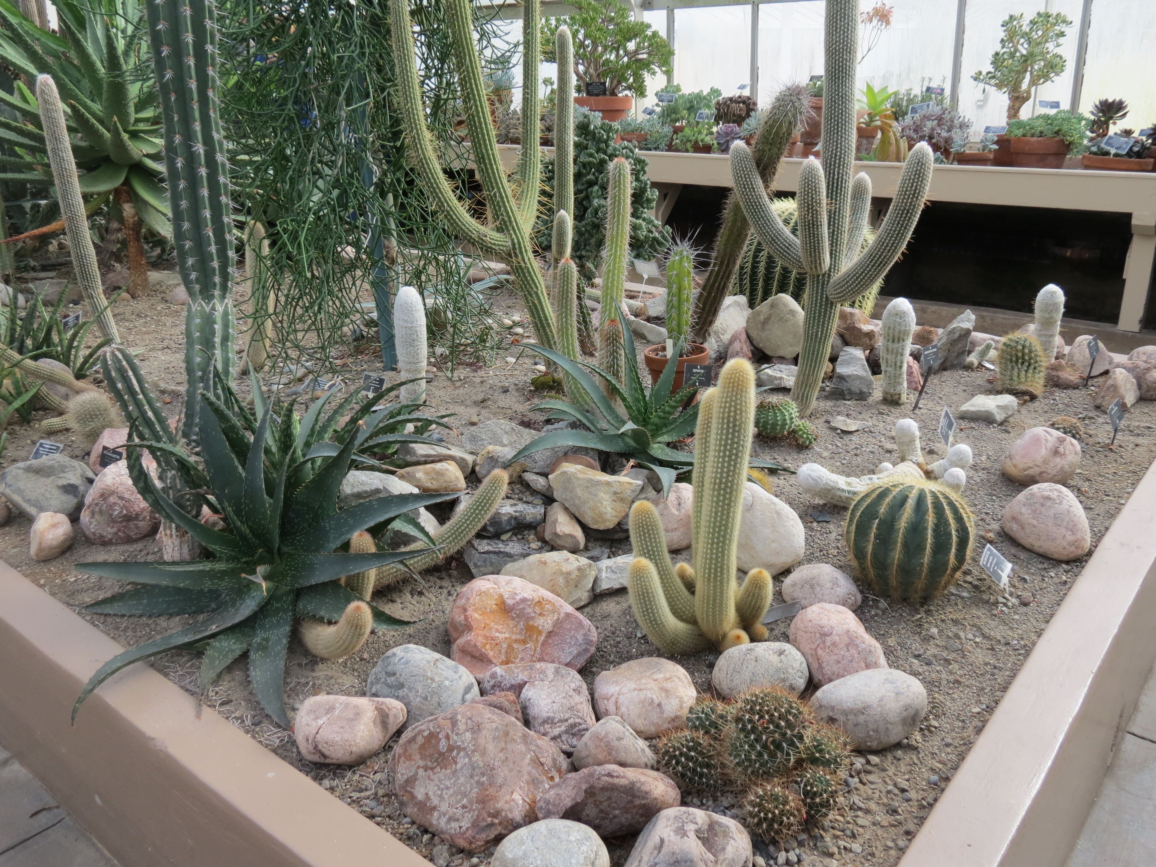 Outdoor Cactus Garden Ideas For The Best Looking Landscape - Cactus GarDen 2