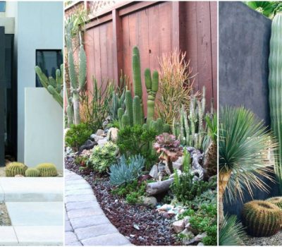 Outdoor Cactus Garden Ideas For The Best Looking Landscape