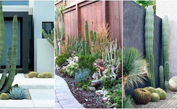 Outdoor Cactus Garden Ideas For The Best Looking Landscape