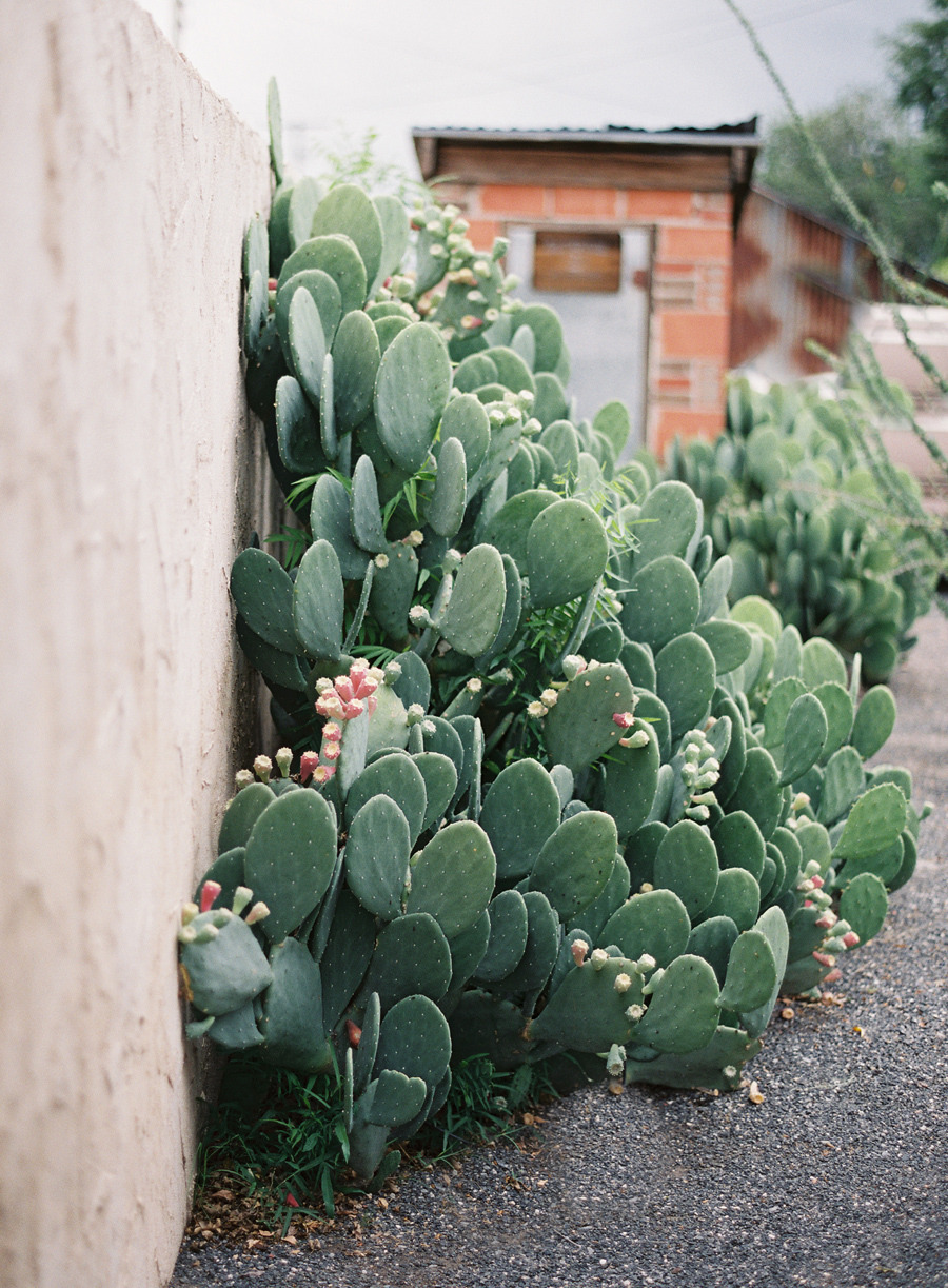 Outdoor Cactus Garden Ideas For The Best Looking Landscape