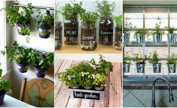 Indoor Herb Garden Ideas And Helpful Tips For Maintaining
