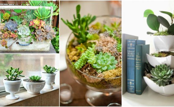 Succulent Tips To Maintain Them The Right Way