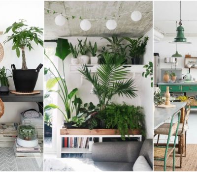 Indoor Plant Decor Ideas To Freshen Up Your Home